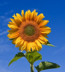 1200px-Sunflower_sky_backdrop.jpg